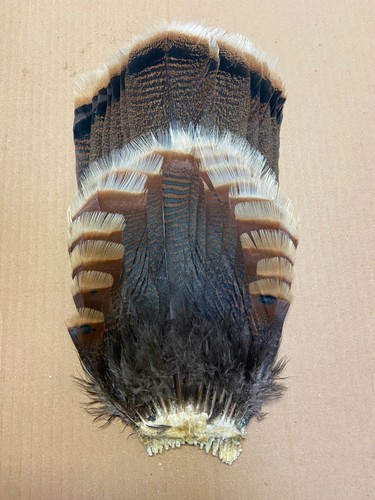 Real wild turkey tail - wild,